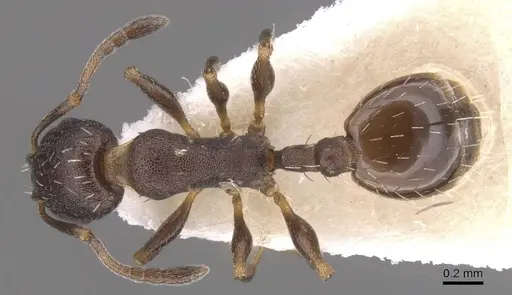 Temnothorax platycephalus specimen CASENT0912982 image casent0912982_1