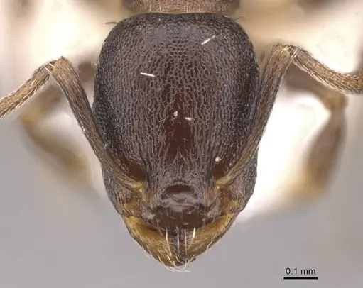 Temnothorax platycephalus specimen CASENT0912982 image casent0912982_2
