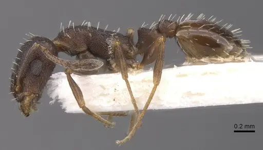 Temnothorax platycephalus specimen CASENT0912982 image casent0912982_3