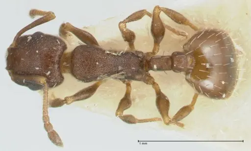 Temnothorax platycephalus specimen FOCOL1795-1 image focol1795-1_1