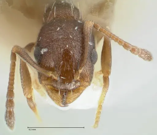 Temnothorax platycephalus specimen FOCOL1795-1 image focol1795-1_2