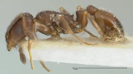 Temnothorax platycephalus specimen FOCOL1795-1 image focol1795-1_3