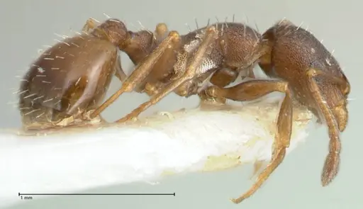 Temnothorax platycephalus specimen FOCOL1795-1 image focol1795-1_4