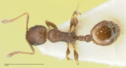 Temnothorax platycephalus specimen FOCOL1795-2 image focol1795-2_1