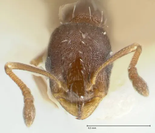Temnothorax platycephalus specimen FOCOL1795-2 image focol1795-2_2