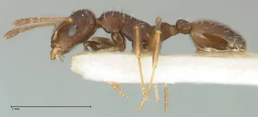 Temnothorax platycephalus specimen FOCOL1795-2 image focol1795-2_3