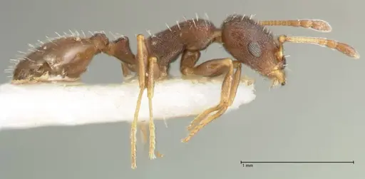 Temnothorax platycephalus specimen FOCOL1795-2 image focol1795-2_4