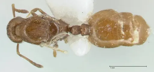 Temnothorax platycephalus specimen FOCOL1795-3 image focol1795-3_1