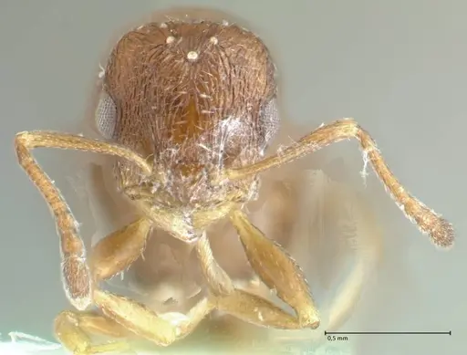 Temnothorax platycephalus specimen FOCOL1795-3 image focol1795-3_2