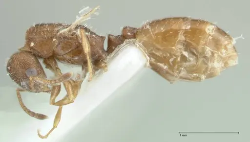 Temnothorax platycephalus specimen FOCOL1795-3 image focol1795-3_3