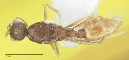 Temnothorax platycephalus specimen FOCOL1795-4 image focol1795-4_1