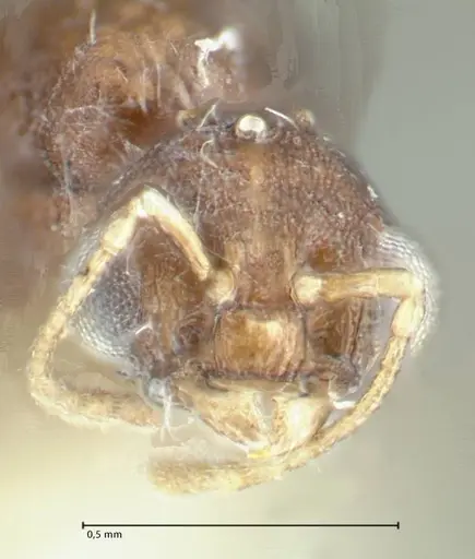 Temnothorax platycephalus specimen FOCOL1795-4 image focol1795-4_2