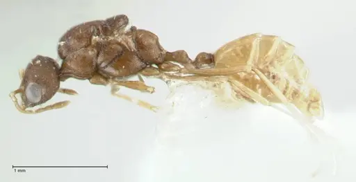 Temnothorax platycephalus specimen FOCOL1795-4 image focol1795-4_3