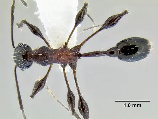 Temnothorax poeyi specimen CASENT0106241 image casent0106241_1