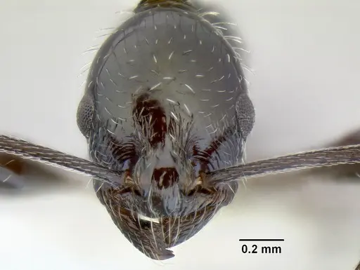 Temnothorax poeyi specimen CASENT0106241 image casent0106241_2