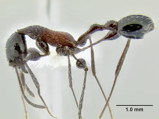 Temnothorax poeyi specimen CASENT0106241 image casent0106241_3