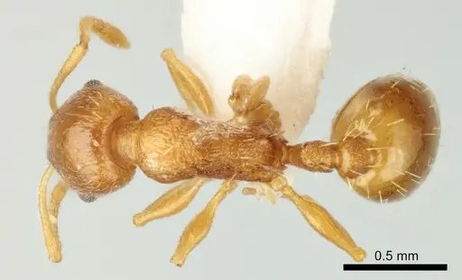Temnothorax poldii specimen ANTWEB1041545 image antweb1041545_1