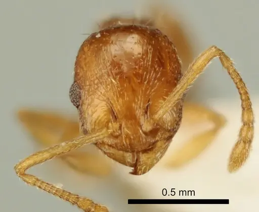 Temnothorax poldii specimen ANTWEB1041545 image antweb1041545_2