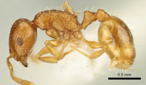 Temnothorax poldii specimen ANTWEB1041545 image antweb1041545_3