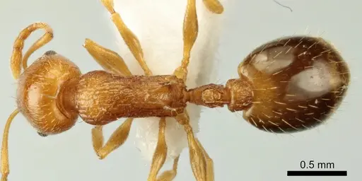 Temnothorax poldii specimen ANTWEB1041546 image antweb1041546_1