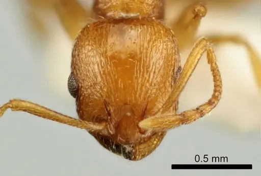Temnothorax poldii specimen ANTWEB1041546 image antweb1041546_2