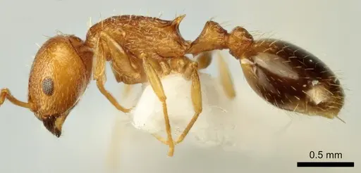 Temnothorax poldii specimen ANTWEB1041546 image antweb1041546_3