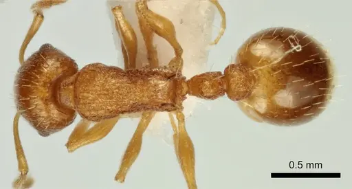 Temnothorax poldii specimen ANTWEB1041547 image antweb1041547_1