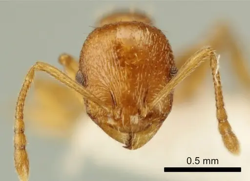 Temnothorax poldii specimen ANTWEB1041547 image antweb1041547_2