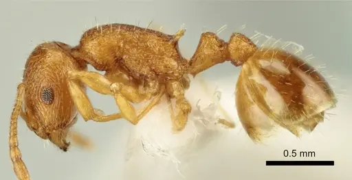 Temnothorax poldii specimen ANTWEB1041547 image antweb1041547_3