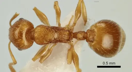Temnothorax poldii specimen ANTWEB1041548 image antweb1041548_1