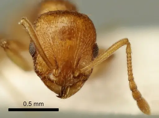 Temnothorax poldii specimen ANTWEB1041548 image antweb1041548_2