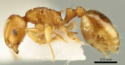 Temnothorax poldii specimen ANTWEB1041548 image antweb1041548_3