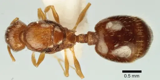 Temnothorax poldii specimen ANTWEB1041549 image antweb1041549_1