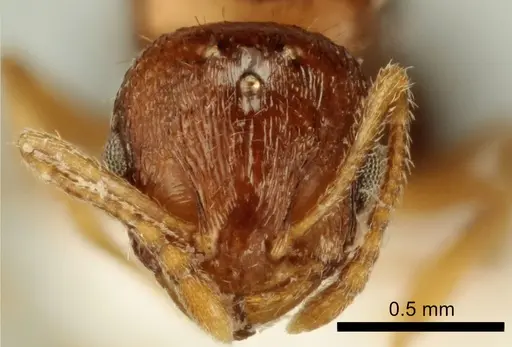 Temnothorax poldii specimen ANTWEB1041549 image antweb1041549_2