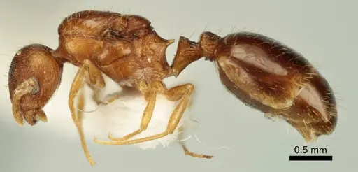 Temnothorax poldii specimen ANTWEB1041549 image antweb1041549_3