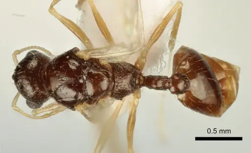 Temnothorax poldii specimen ANTWEB1041550 image antweb1041550_1