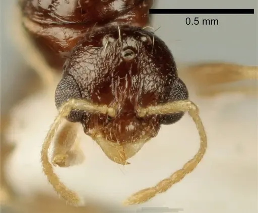 Temnothorax poldii specimen ANTWEB1041550 image antweb1041550_2