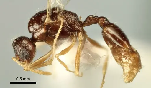 Temnothorax poldii specimen ANTWEB1041550 image antweb1041550_3