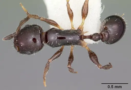 Temnothorax politus specimen CASENT0104690 image casent0104690_1