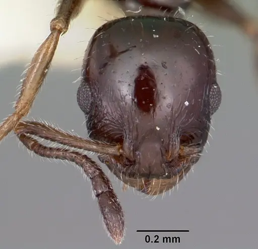 Temnothorax politus specimen CASENT0104690 image casent0104690_2