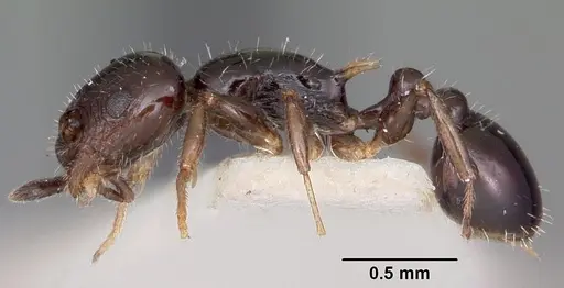 Temnothorax politus specimen CASENT0104690 image casent0104690_3