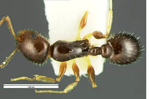 Temnothorax politus specimen CASENT0105625 image casent0105625_1