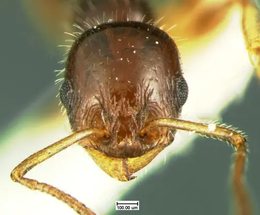 Temnothorax politus specimen CASENT0105625 image casent0105625_2