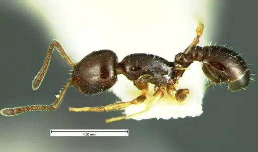 Temnothorax politus specimen CASENT0105625 image casent0105625_3