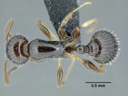 Temnothorax politus specimen CASENT0756845 image casent0756845_1