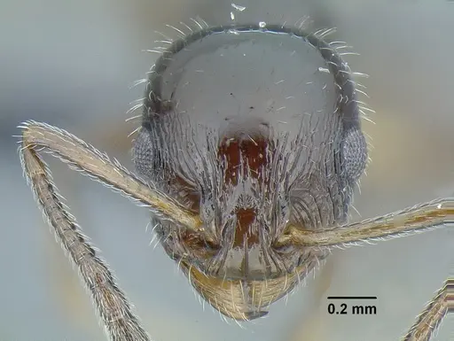 Temnothorax politus specimen CASENT0756845 image casent0756845_2