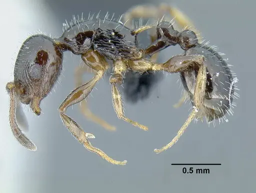 Temnothorax politus specimen CASENT0756845 image casent0756845_3