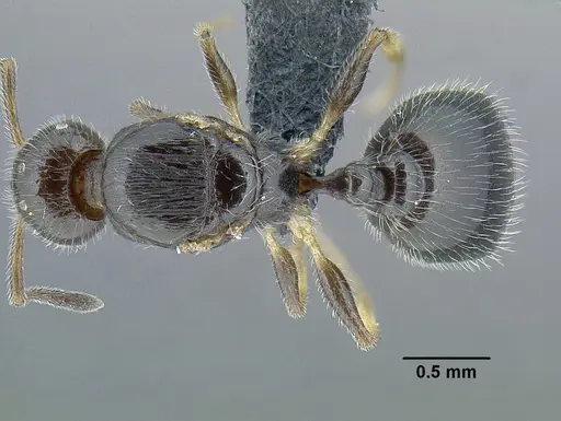 Temnothorax politus specimen CASENT0758021 image casent0758021_1