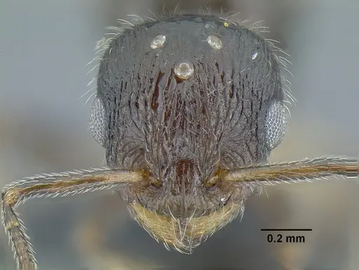 Temnothorax politus specimen CASENT0758021 image casent0758021_3