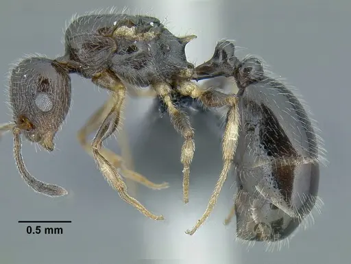 Temnothorax politus specimen CASENT0758021 image casent0758021_4